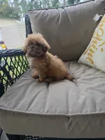 Not have name, a female Shih Tzu for sale in Dudley, NC – 4 of 8