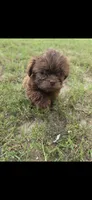 Not have name yet , a male Shih Tzu for sale in Dudley, NC – 2 of 6