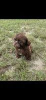Not have name yet , a male Shih Tzu for sale in Dudley, NC – 3 of 6