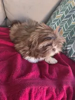 Not name yet , a male Shih Tzu for sale in Dudley, NC – Photo 4 of 6