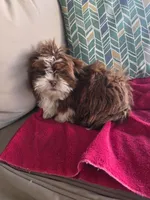 Not name yet , a male Shih Tzu for sale in Dudley, NC – Photo 3 of 6