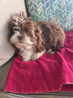 Not name yet , a male Shih Tzu for sale in Dudley, NC – Photo 2 of 6