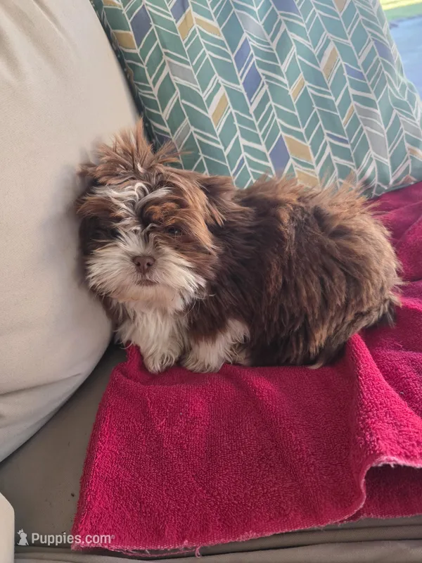 Not name yet  – Shih Tzu puppy for sale in Dudley, NC