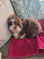 Not name yet , a male Shih Tzu for sale in Dudley, NC – Photo 1 of 6