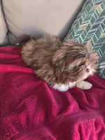 Not name yet , a male Shih Tzu for sale in Dudley, NC – Photo 5 of 6