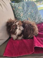 Not name yet , a male Shih Tzu for sale in Dudley, NC – Photo 6 of 6