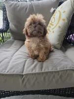 Not have name, a female Shih Tzu for sale in Dudley, NC – 6 of 8