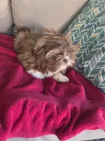 Not name yet , a male Shih Tzu for sale in Dudley, NC – Photo 4 of 5