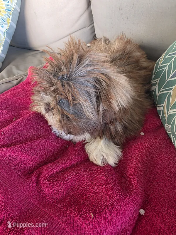 Not name yet  – Shih Tzu puppy for sale in Dudley, NC