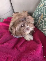 Not name yet , a male Shih Tzu for sale in Dudley, NC – Photo 2 of 5