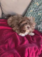 Not name yet , a male Shih Tzu for sale in Dudley, NC – Photo 5 of 5