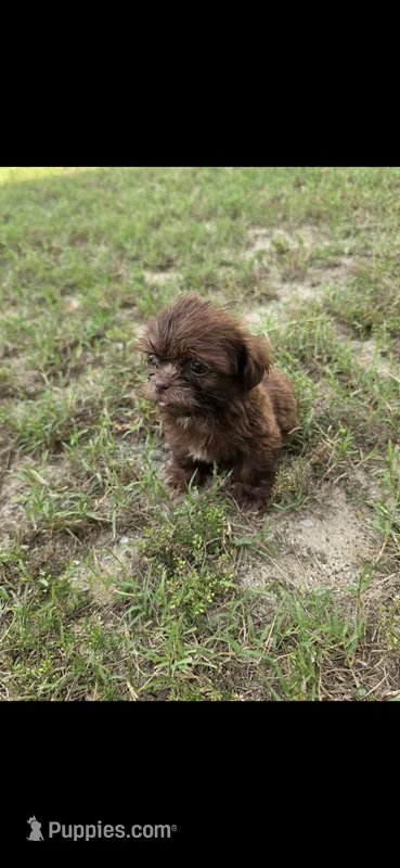 Not have name yet  – Shih Tzu puppy for sale in Dudley, NC