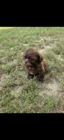 Not have name yet , a male Shih Tzu for sale in Dudley, NC – 1 of 6
