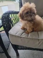 Not have name, a female Shih Tzu for sale in Dudley, NC – 8 of 8