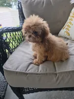 Not have name, a female Shih Tzu for sale in Dudley, NC – 7 of 8