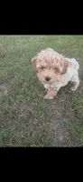 Not name, a male Poodle - Toy  for sale in Dudley, NC – 4 of 7