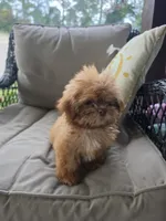 Not have name, a female Shih Tzu for sale in Dudley, NC – 5 of 8