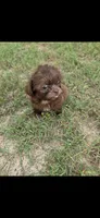 Not have name yet , a male Shih Tzu for sale in Dudley, NC – 4 of 6