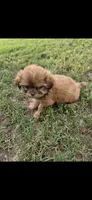 Not have name, a female Shih Tzu for sale in Dudley, NC – 2 of 5