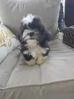Not have name yet , a male Shih Tzu for sale in Dudley, NC – 7 of 7