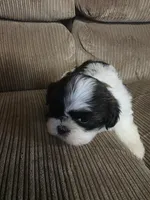 Not name yet , a female Shih Tzu for sale in Dudley, NC – Photo 1 of 5