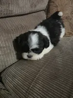 Not name yet , a female Shih Tzu for sale in Dudley, NC – Photo 3 of 5