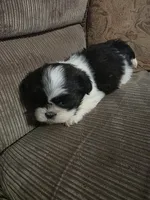 Not name yet , a female Shih Tzu for sale in Dudley, NC – Photo 5 of 5