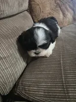 Not name yet , a female Shih Tzu for sale in Dudley, NC – Photo 4 of 5