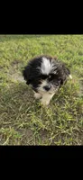 Not have name yet , a male Shih Tzu for sale in Dudley, NC – 4 of 4