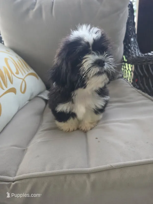 Not have name yet  – Shih Tzu puppy for sale in Dudley, NC