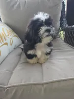 Not have name yet , a male Shih Tzu for sale in Dudley, NC – 1 of 7