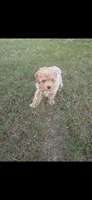 Not name, a male Poodle - Toy  for sale in Dudley, NC – 6 of 7