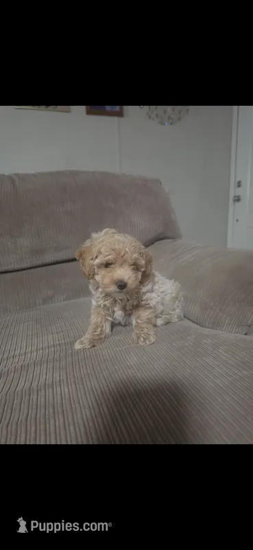Not name – Poodle - Toy  puppy for sale in Dudley, NC