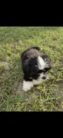 Not have name yet , a male Shih Tzu for sale in Dudley, NC – 2 of 4