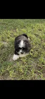 Not have name yet , a male Shih Tzu for sale in Dudley, NC – 3 of 4