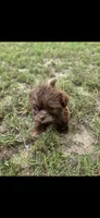 Not have name yet , a male Shih Tzu for sale in Dudley, NC – 6 of 6