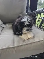Not have name yet , a male Shih Tzu for sale in Dudley, NC – 6 of 7