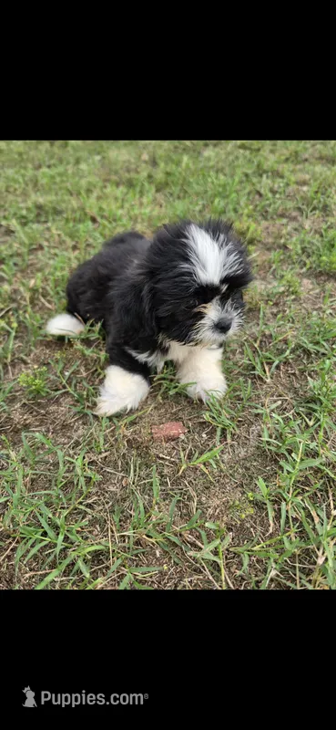 Not have name yet  – Shih Tzu puppy for sale in Dudley, NC