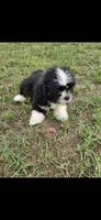 Not have name yet , a male Shih Tzu for sale in Dudley, NC – 1 of 4