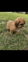 Not have name, a female Shih Tzu for sale in Dudley, NC – 3 of 5