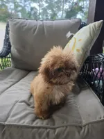 Not have name, a female Shih Tzu for sale in Dudley, NC – 2 of 8