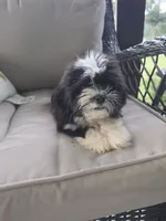 Not have name yet , a male Shih Tzu for sale in Dudley, NC – 5 of 7