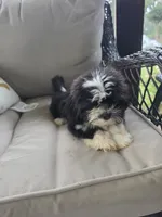 Not have name yet , a male Shih Tzu for sale in Dudley, NC – 4 of 7