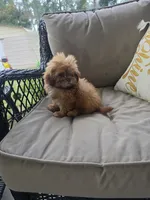 Not have name, a female Shih Tzu for sale in Dudley, NC – 3 of 8