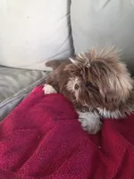 Not name yet , a male Shih Tzu for sale in Dudley, NC – Photo 3 of 5