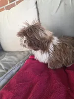 Not name yet , a male Shih Tzu for sale in Dudley, NC – Photo 5 of 5