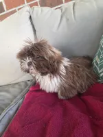 Not name yet , a male Shih Tzu for sale in Dudley, NC – Photo 2 of 5