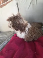 Not name yet , a male Shih Tzu for sale in Dudley, NC – Photo 4 of 5