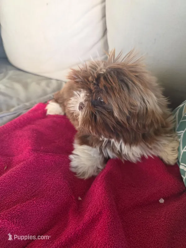 Not name yet  – Shih Tzu puppy for sale in Dudley, NC