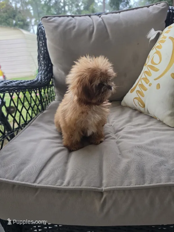 Not have name – Shih Tzu puppy for sale in Dudley, NC